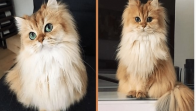 Photo of Meet Smoothie, Regularly Dubbed As ‘The World’s Most Photogenic Cat’