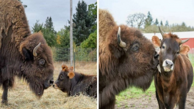 Photo of Shy, blind bison never had a friend on the farm — until she found Oliver