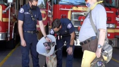 Photo of Neighbors And Firefighters Rush To Rescue Veteran’s Service Dog Hit By Car