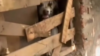 Photo of Dog Gets Rescued After Being Locked In A Dark Room For Over A Year
