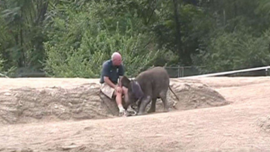 Photo of Baby Elephant Is Bored. So She Uses “Backup” Plan To Get Keeper To Play With Her.