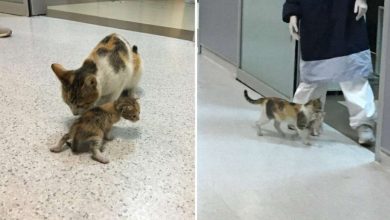 Photo of Stray Cat Mother Carries Her Injured Baby to Emergency Room, Doctors Rush to Offer Help