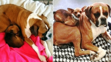 Photo of Nobody Wanted To Adopt Bonded Dogs Together, But One Photo Caught People’s Eye