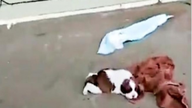 Photo of Wounded & Alone, Puppy Climbed Onto Abandoned Porch And Dreamt Of His Angels