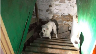 Photo of New Homeowner Rescues Dog C.h.a.i.n.e.d In Basement