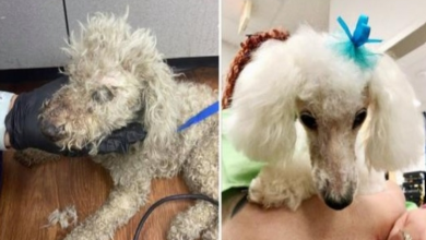 Photo of Rescue takes in neglected, emaciated dog, gives her a second chance and a makeover
