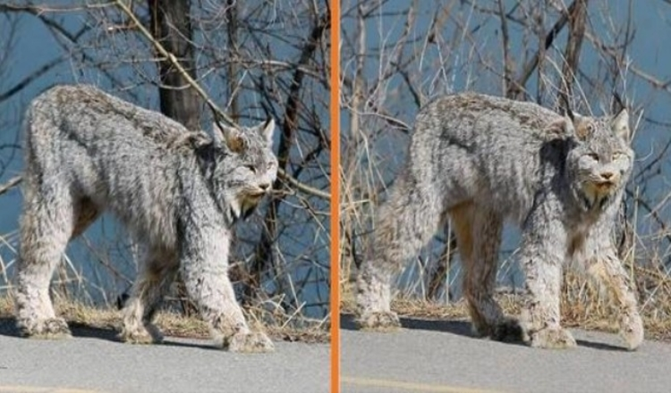 Photo of Stunning Lynx Turns Heads As She Casually Struts Down A Street