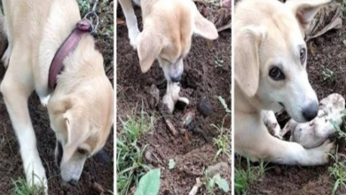 Photo of Heartbreaking Moment For Mama Dog Digs Up Dead Puppy Trying Desperately to Bring Him Back to Life