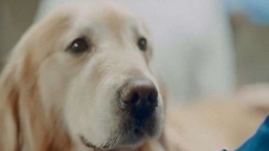 Photo of Man Buys $6 Million Super Bowl Ad To Thank Vet After He Saves His Dog From Cancer