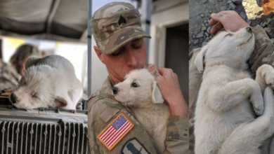 Photo of No Dog Gets Left Behind: Reuniting Service Members who Bonded with Stray Dogs