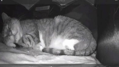 Photo of Dad Builds A Heated Cat House With Night Vision Camera To Make Sure The Stray Cats Make It Home Safely