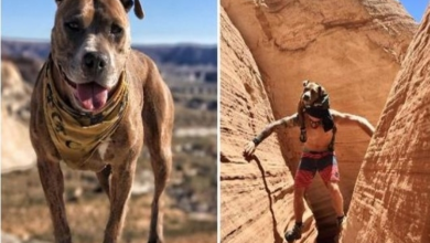 Photo of Rescued From A Life Of Horror, This Dog Now Explores The World With Her Best Friend