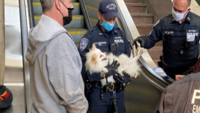 Photo of Dog Rescued After Paw Gets Stuck In Escalator
