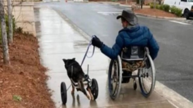 Photo of Special Needs Dog Returned 4 Times Finally Finds A Family That Understands Him