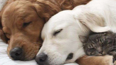 Photo of Mellow Golden Retriever Helps Calm Down His Animal Siblings