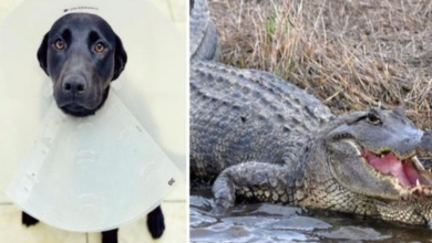 Photo of Coast Guardsman Dives Into A Louisiana River To Save His Dog From An Alligator
