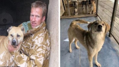 Photo of Rescue Founder And Former Marine Won’t Leave Afghanistan Until Staff & Animals Are Safe
