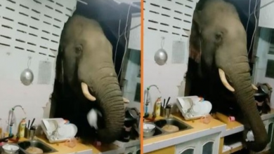 Photo of Hungry Elephant Smashes Through Kitchen Wall To Steal A Bag Of Rice