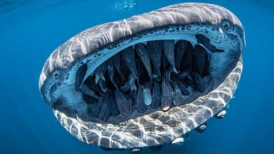 Photo of Whale Shark With 50+ Fish In Its Mouth Wins Underwater Photo Contest
