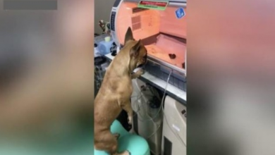 Photo of Mother Dog Watches Over Her Premature Newborn Puppies In Heartwarming Video