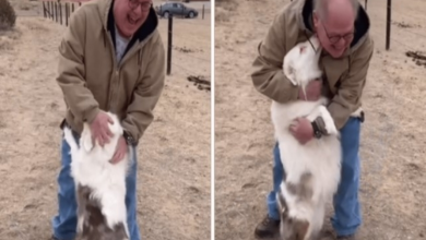 Photo of Deaf And Blind Dog Reunited With Her Grandpa After A Year Apart
