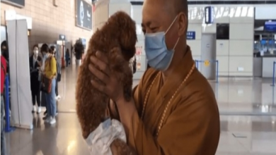 Photo of Buddhist monk dedicates his life to saving thousands of stray dogs