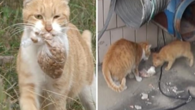 Photo of Mother Cat Starves But Carries A Bag Of Food To Feed Her Kitten
