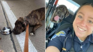 Photo of State trooper rescues scared, neglected puppy left behind on interstate