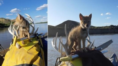 Photo of Outdoorsman Rescues Coyote From Drowning, Then Takes Him On A Canadian Rafting Adventure