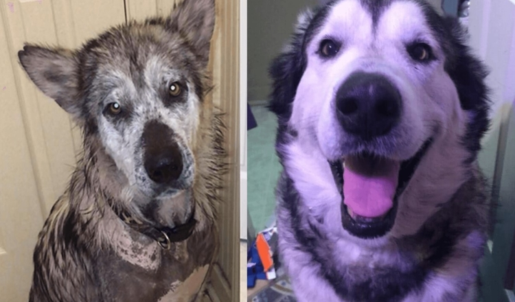 Photo of Neglected, Abused Malamute Makes Incredible Recovery!