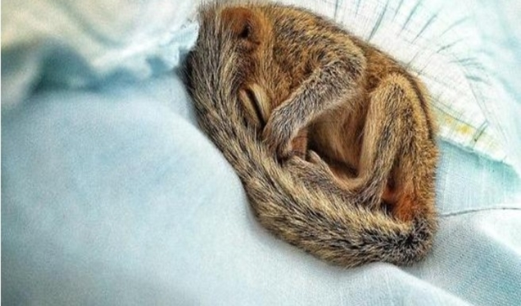 Photo of Abandoned Baby Squirrel Rescued By Filmmaker, Becomes Best Friend
