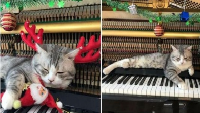 Photo of Cat Lounges Inside The Piano To Get Hammer Massage And Enjoy Songs