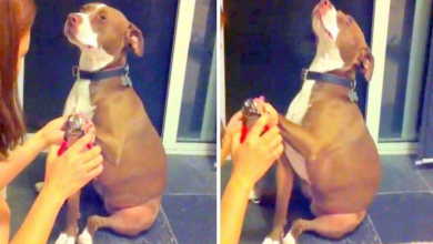 Photo of Real Drama Queen Pit Bull Faints In Slow Motion To Avoid Getting Her Nails Clipped