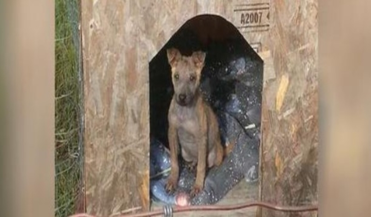 Photo of Family Already Have Three Dogs, Opens Their Home For Abandoned Puppy With Mange