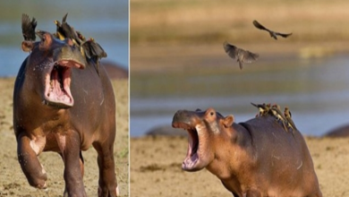Photo of Hilarious moment baby hippo decides he doesn’t like his newfound feathered friends.