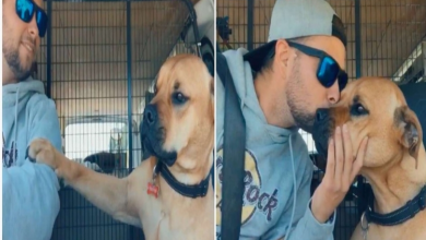 Photo of Rescue Dog Won’t Let Go Of His New Dad’s Hand