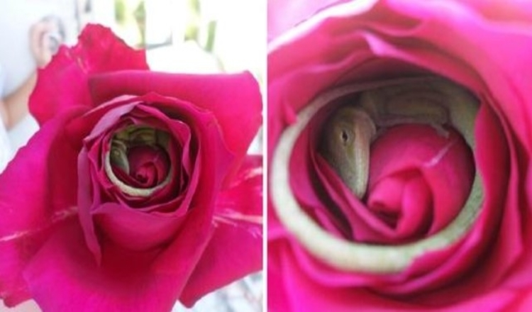 Photo of Pictures Of A Lizard That Fell Asleep Inside A Rose