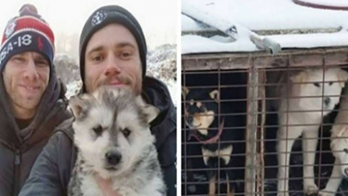 Photo of Olympic Skier Shuts Down Dog Meat Farm & Saves 90 Dogs From Being Slaughtered !!