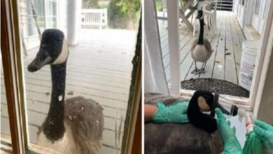Photo of Goose Waits Outside Hospital Door While Her Mate Undergoes Life-Saving Surgery