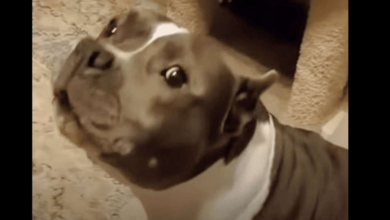 Photo of Pit Bull Rescued From Shelter Has Non-Stop Hilarious Conversations With Her New Mom