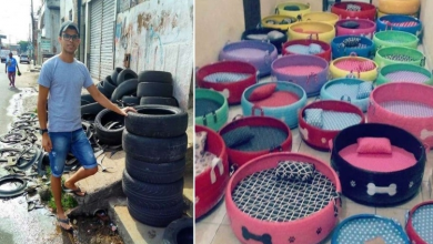 Photo of Man collects old tires to turn them into cozy beds for stray dogs and kittens