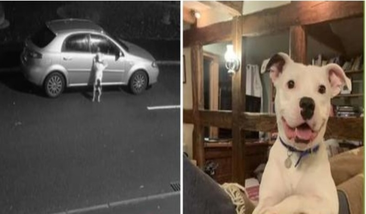 Photo of Dog Filmed Begging Owner Not To Abandoned Him, Now He Can’t Stop Wagging His Tail