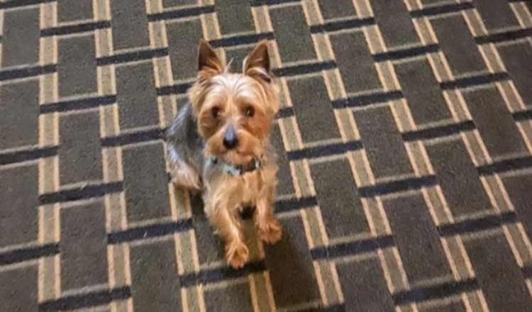 Photo of Lost Yorkie Gets Adopted By New Family, Despite Owner’s Pleas