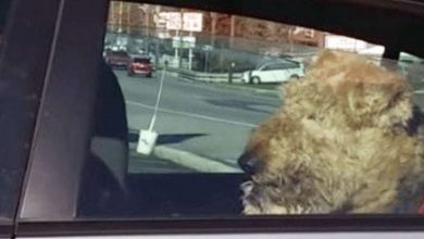 Photo of Impatient Dog Is Tired Of Waiting In The Car So He Takes Matters Into His Own Paws