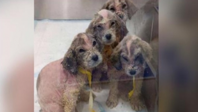 Photo of Nobody Could Guess The Breed Of Abandoned Tiny Hairless Puppies
