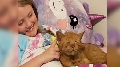 Photo of Woman Is Surprised To Find A Random Cat In Her Daughter’s Bed