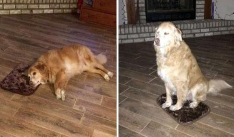 Photo of Dog Pretends To Love The Tiny Bed His Mom Ordered By Mistake