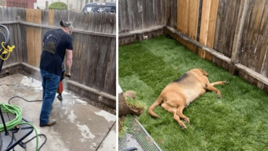 Photo of Rescue Dog Returned 4 Times Gets The Yard He’s Always Wanted