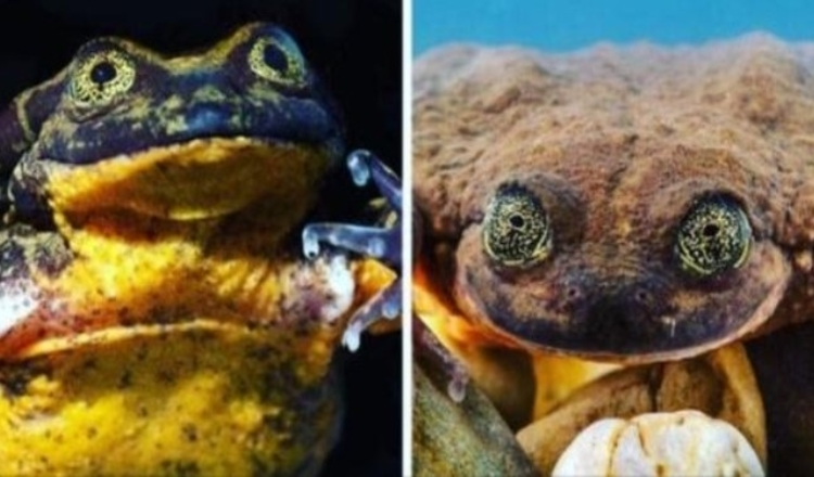 Photo of World’s Loneliest Frog Has Found A Match After 10 Years, And They Might Be Saving Their Species