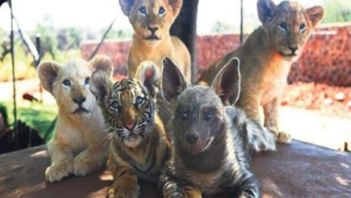 Photo of Big happy family: Abandoned lions, tigers and hyena cubs who all play together